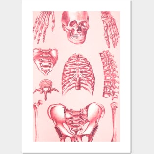 Poor Man's X-Ray Red Skeleton Posters and Art